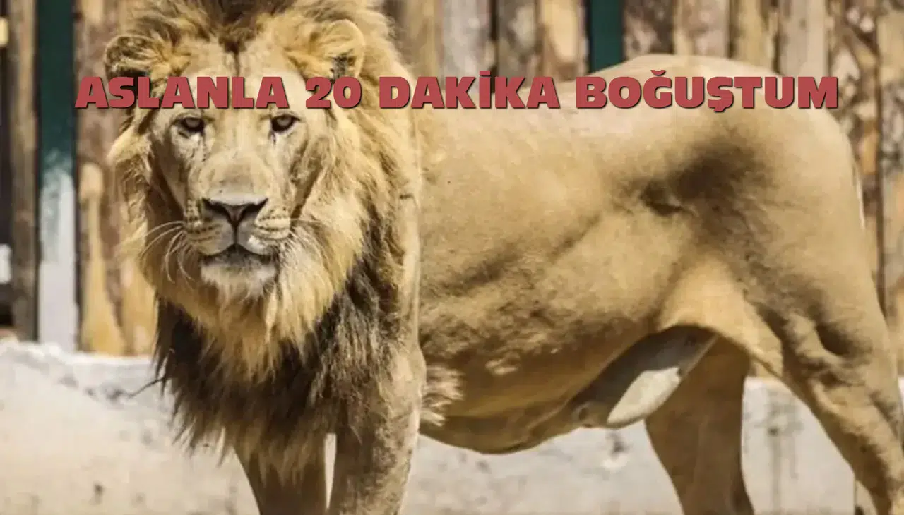 20 Dakikalık Gerilim Dolu Karşılaşma: Firari Aslan ile Boğuştu!