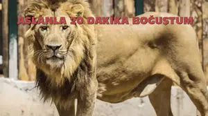 20 Dakikalık Gerilim Dolu Karşılaşma: Firari Aslan ile Boğuştu!
