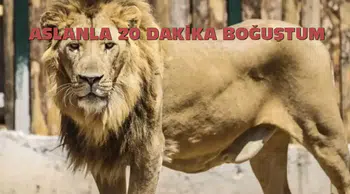 20 Dakikalık Gerilim Dolu Karşılaşma: Firari Aslan ile Boğuştu!