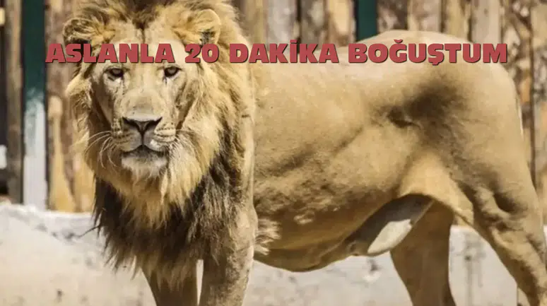 20 Dakikalık Gerilim Dolu Karşılaşma: Firari Aslan ile Boğuştu!