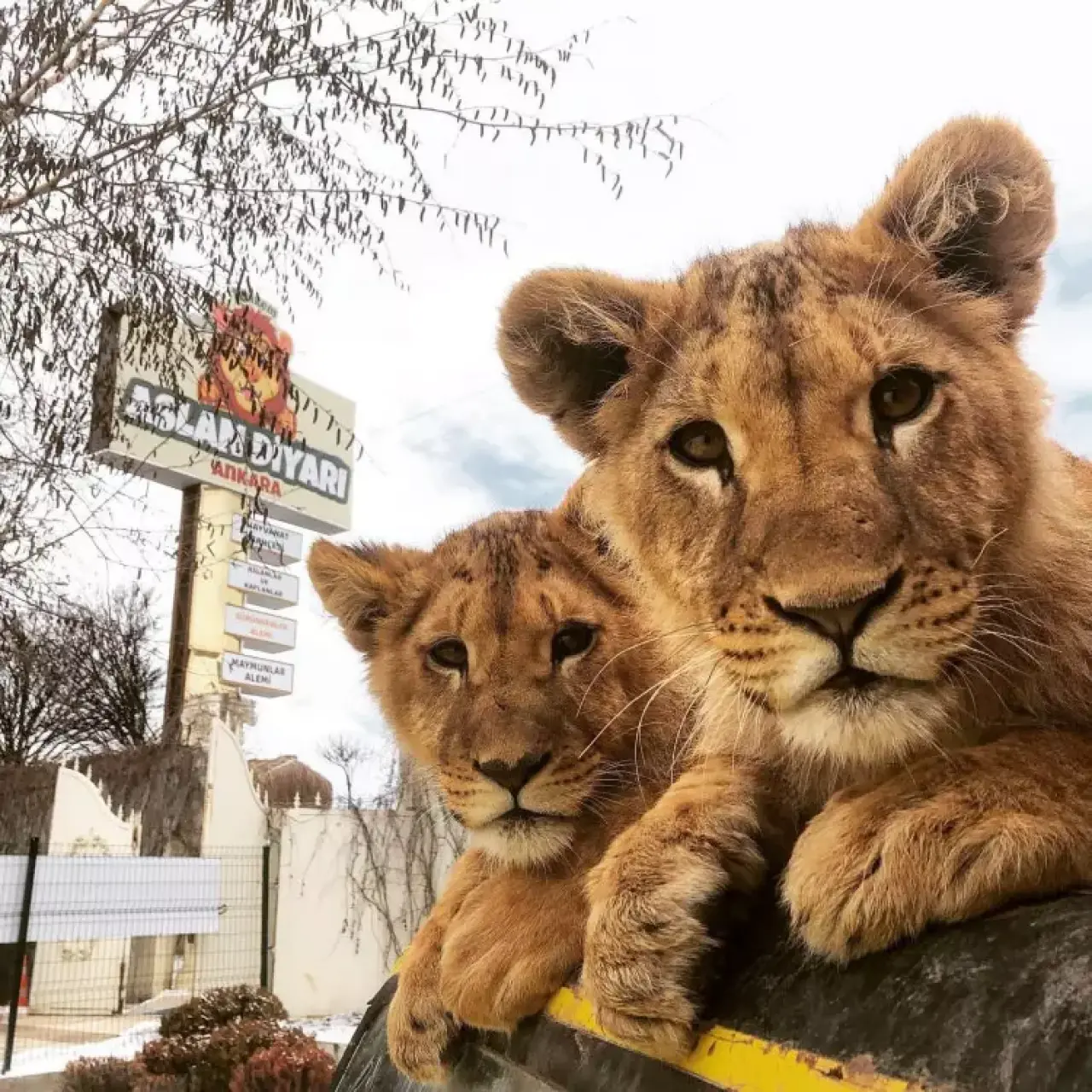 Antalya'da Dehşet Anları: Aslan Parkından Kaçtı, Can Yaktı 8