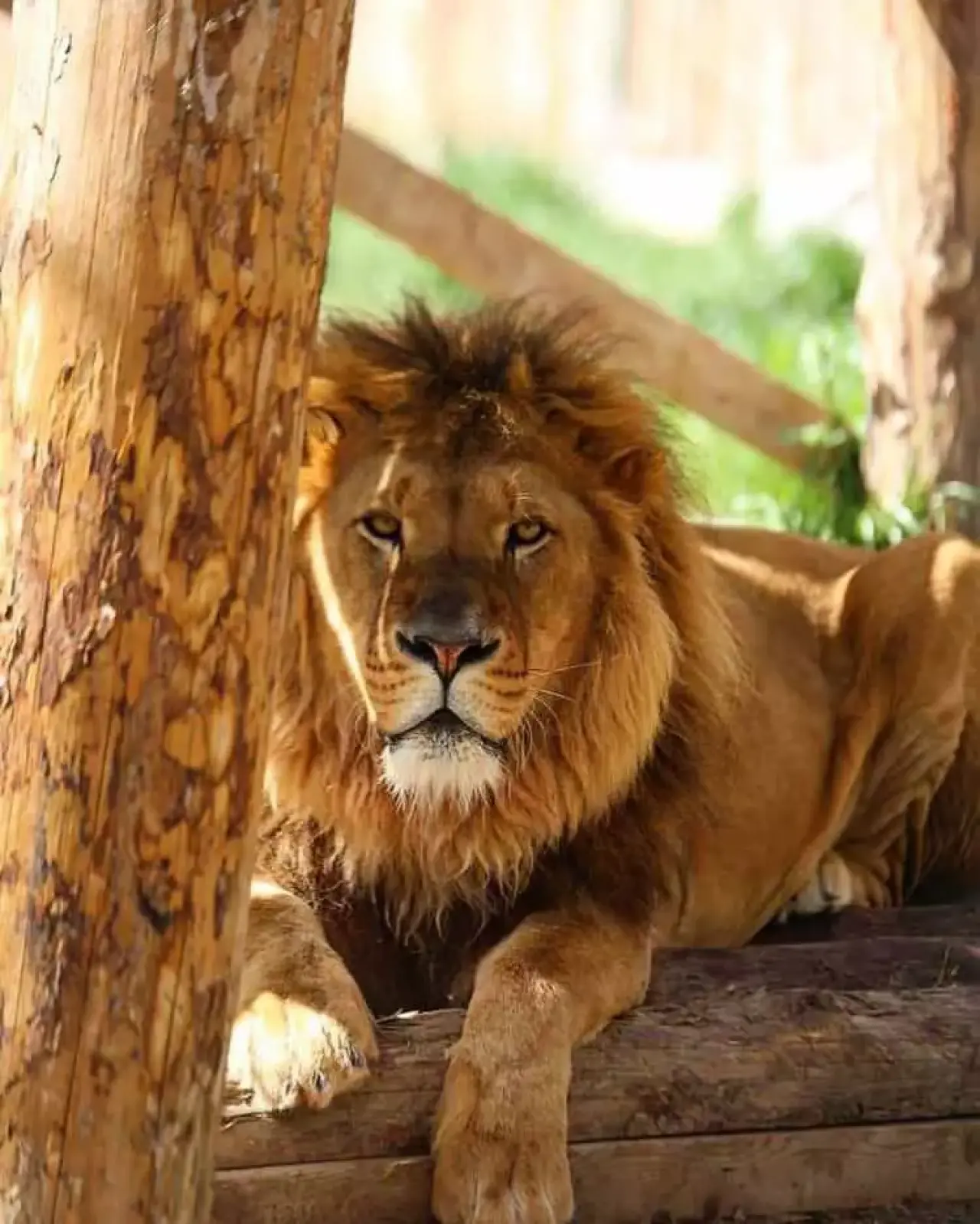 Antalya'da Dehşet Anları: Aslan Parkından Kaçtı, Can Yaktı 4