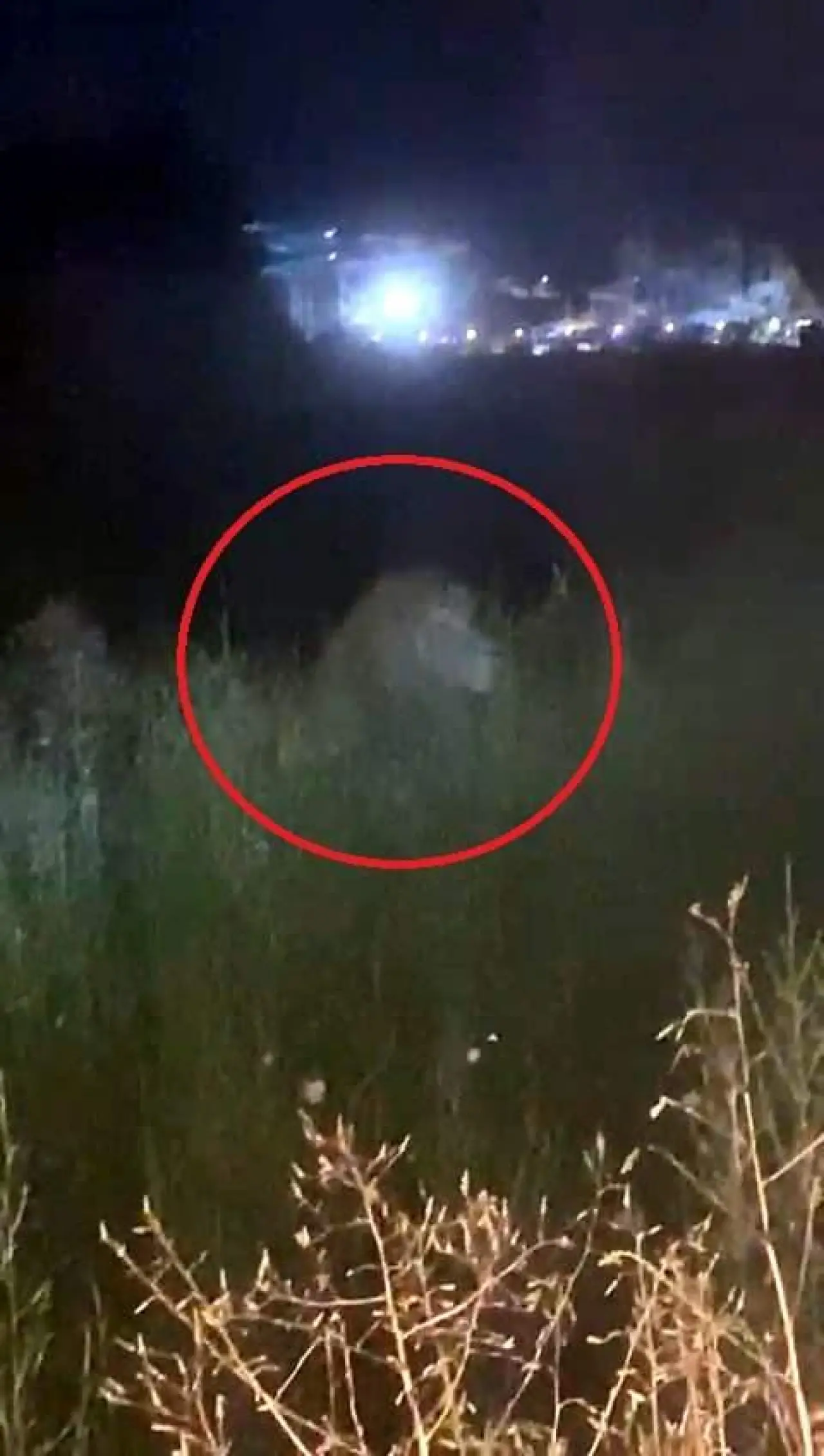 Antalya'da Dehşet Anları: Aslan Parkından Kaçtı, Can Yaktı 2