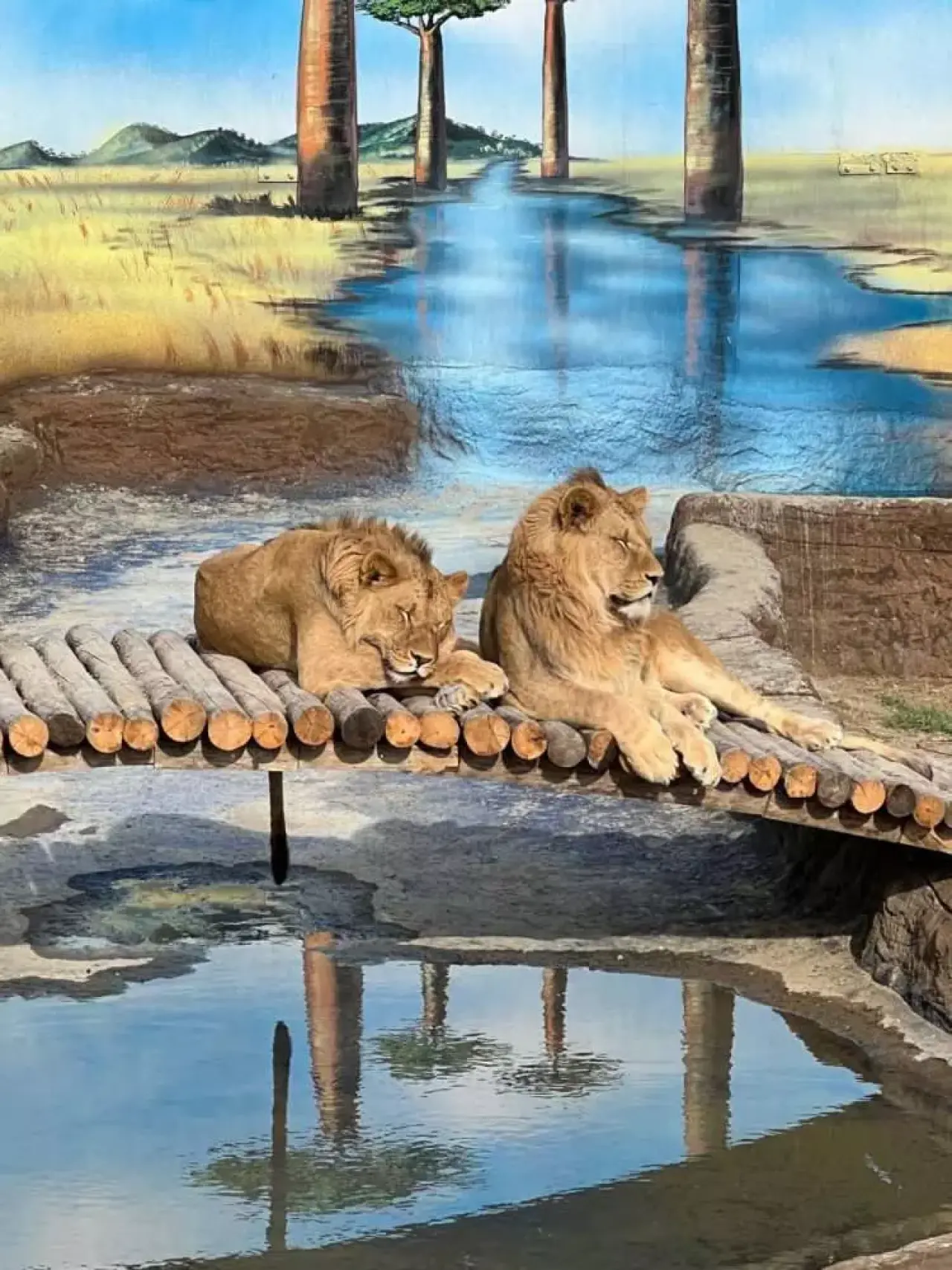 Antalya'da Dehşet Anları: Aslan Parkından Kaçtı, Can Yaktı 10