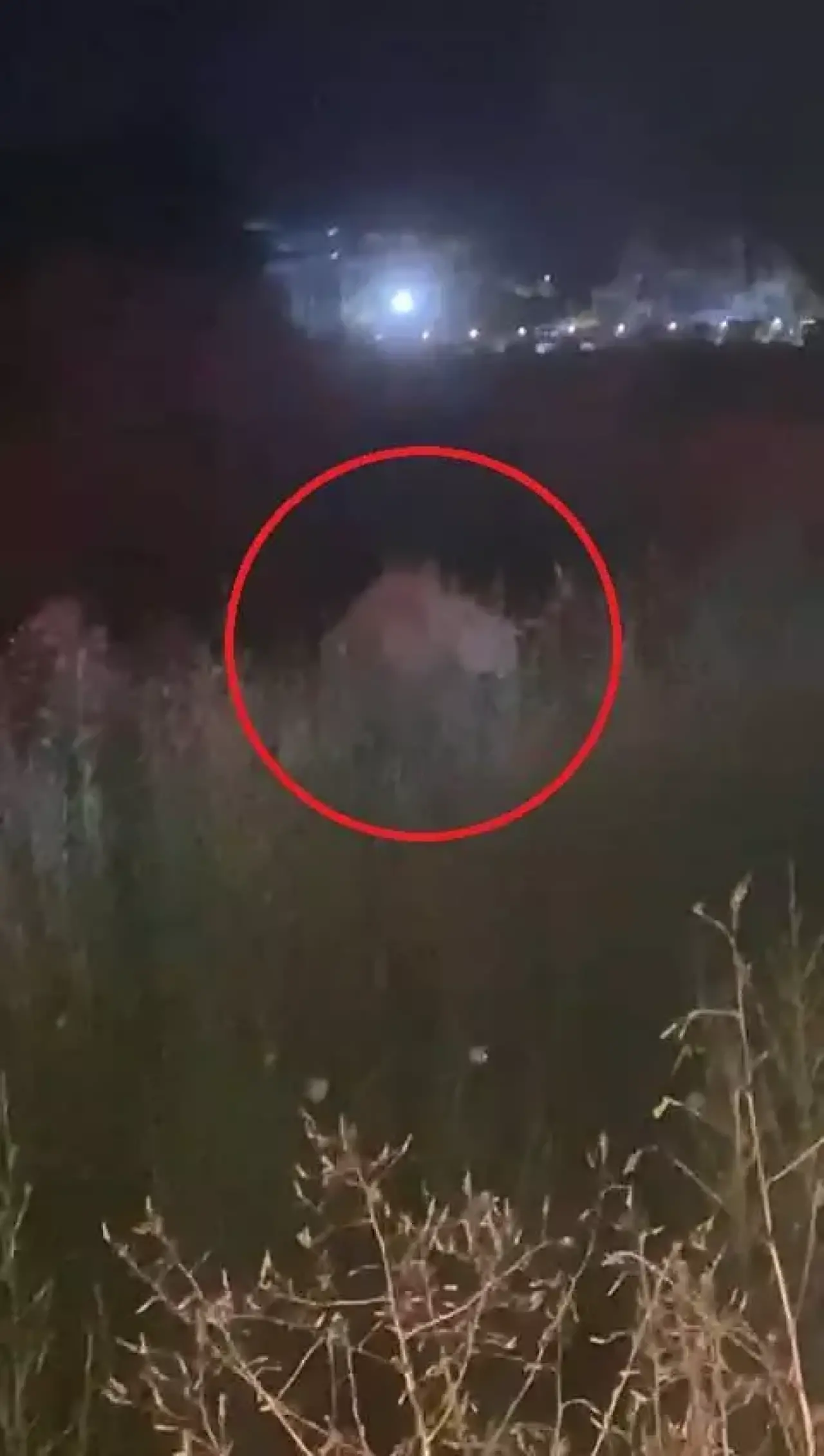 Antalya'da Dehşet Anları: Aslan Parkından Kaçtı, Can Yaktı 3