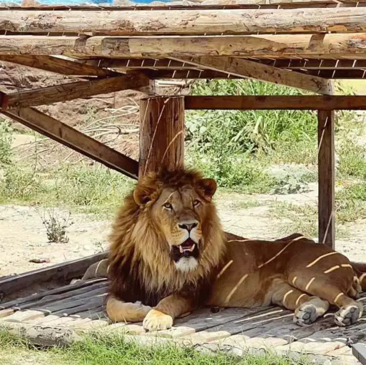 Antalya'da Dehşet Anları: Aslan Parkından Kaçtı, Can Yaktı 5